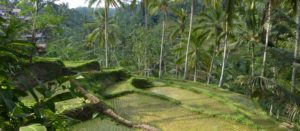 Sawa-Ubud-Rice-Fields-Countryside-Nature-Indonesia-Investments
